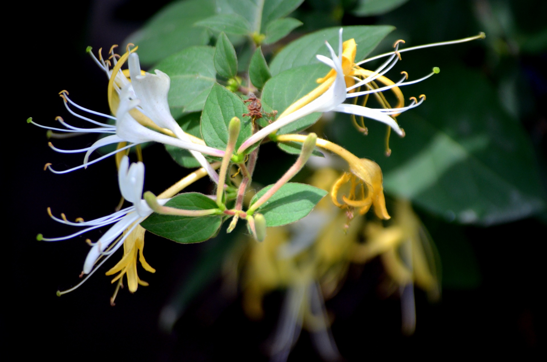 flowers honeysuckle bloom free photo