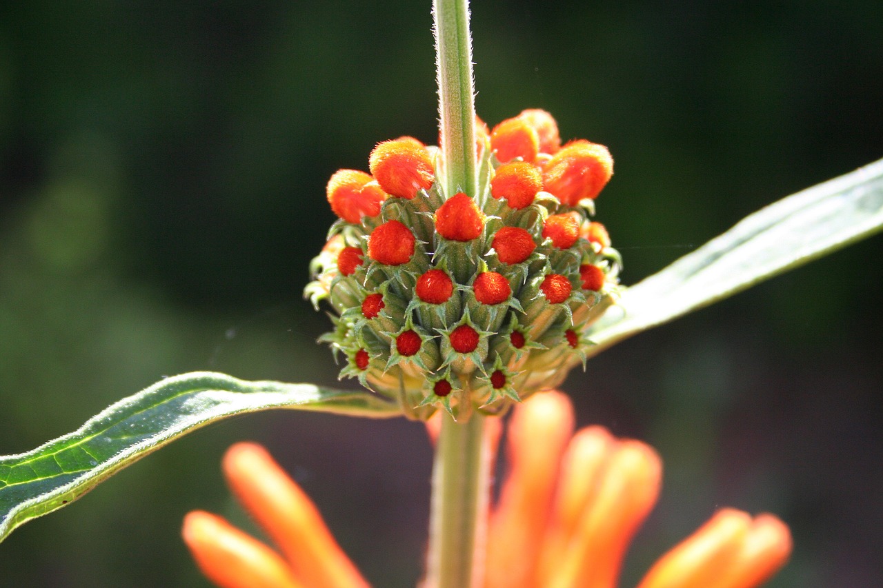 honeysuckle flower flower garden free photo