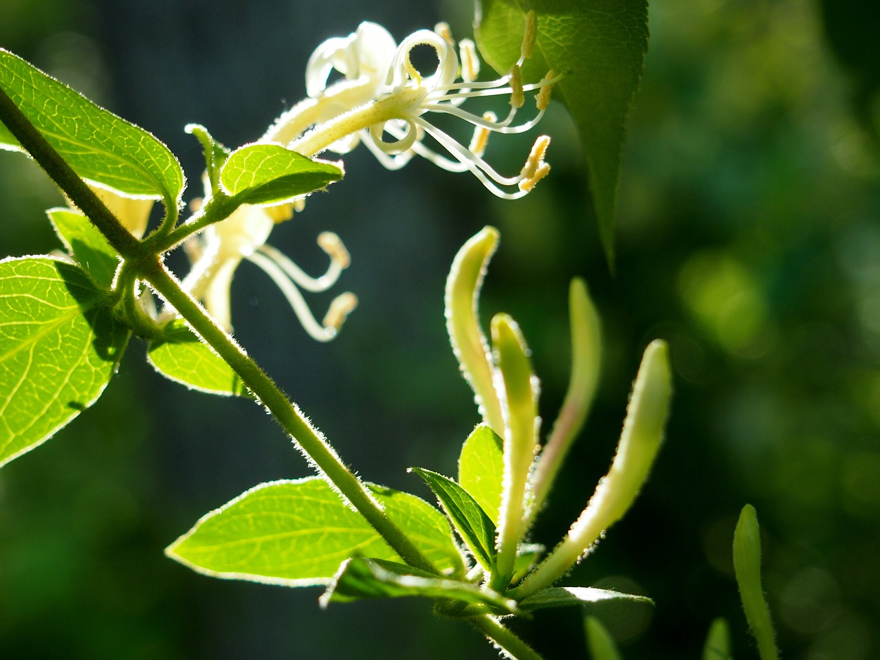 honeysuckle sunlight green free photo