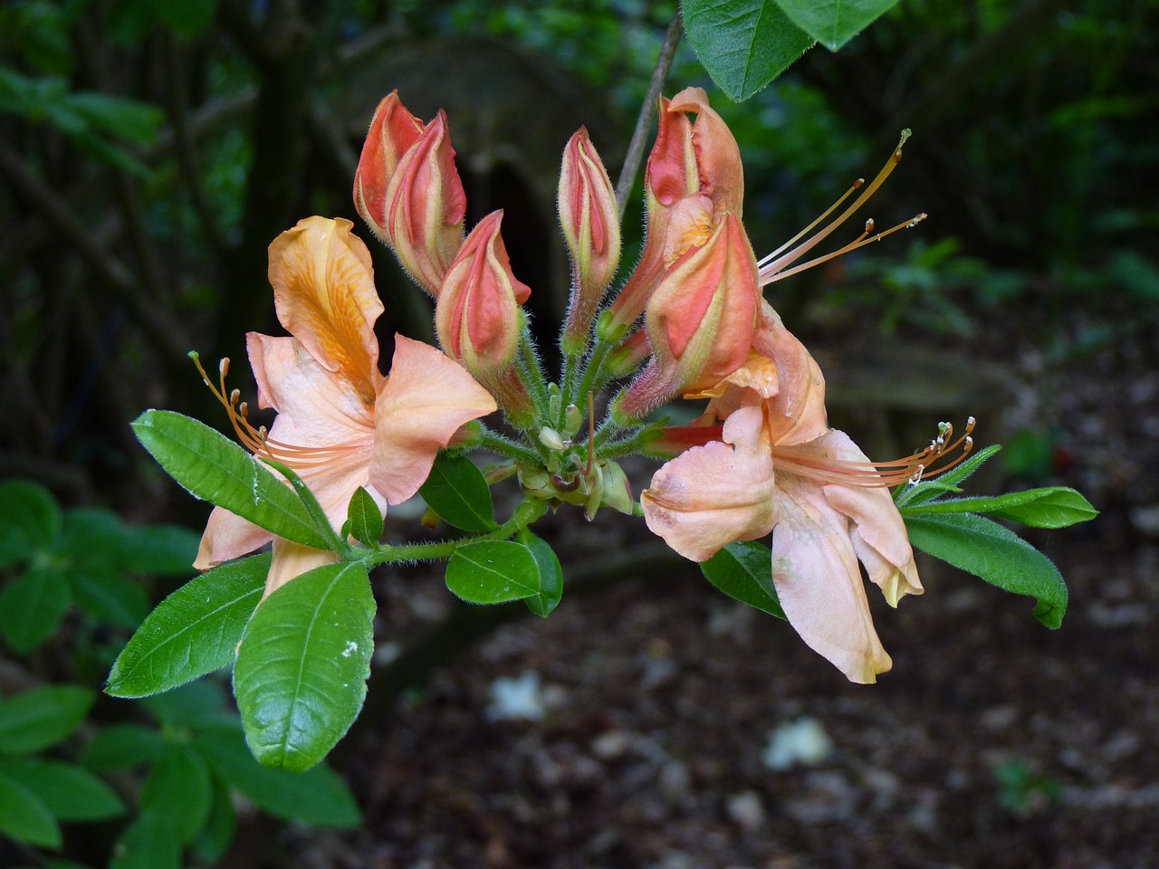 honeysuckle flower blossom free photo