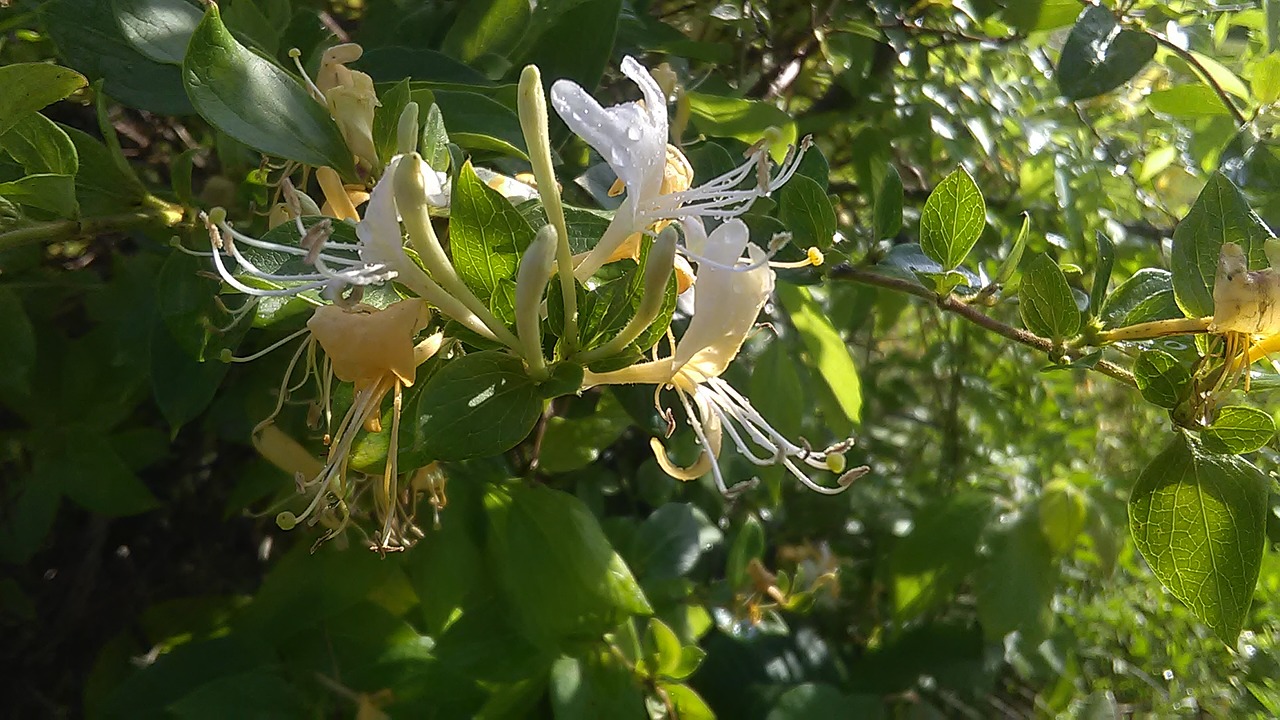 honeysuckle nature spring free photo