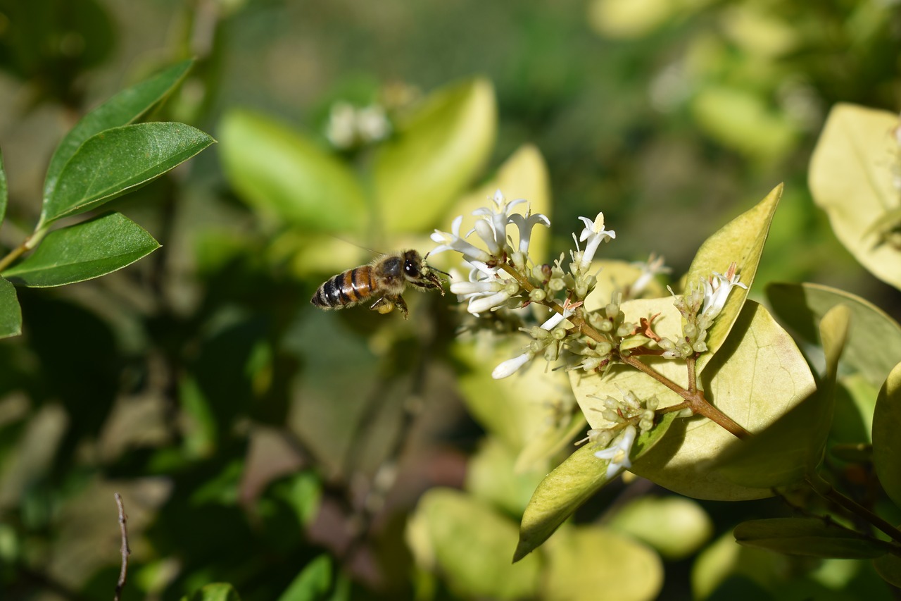 honeysuckle bee pollen free photo