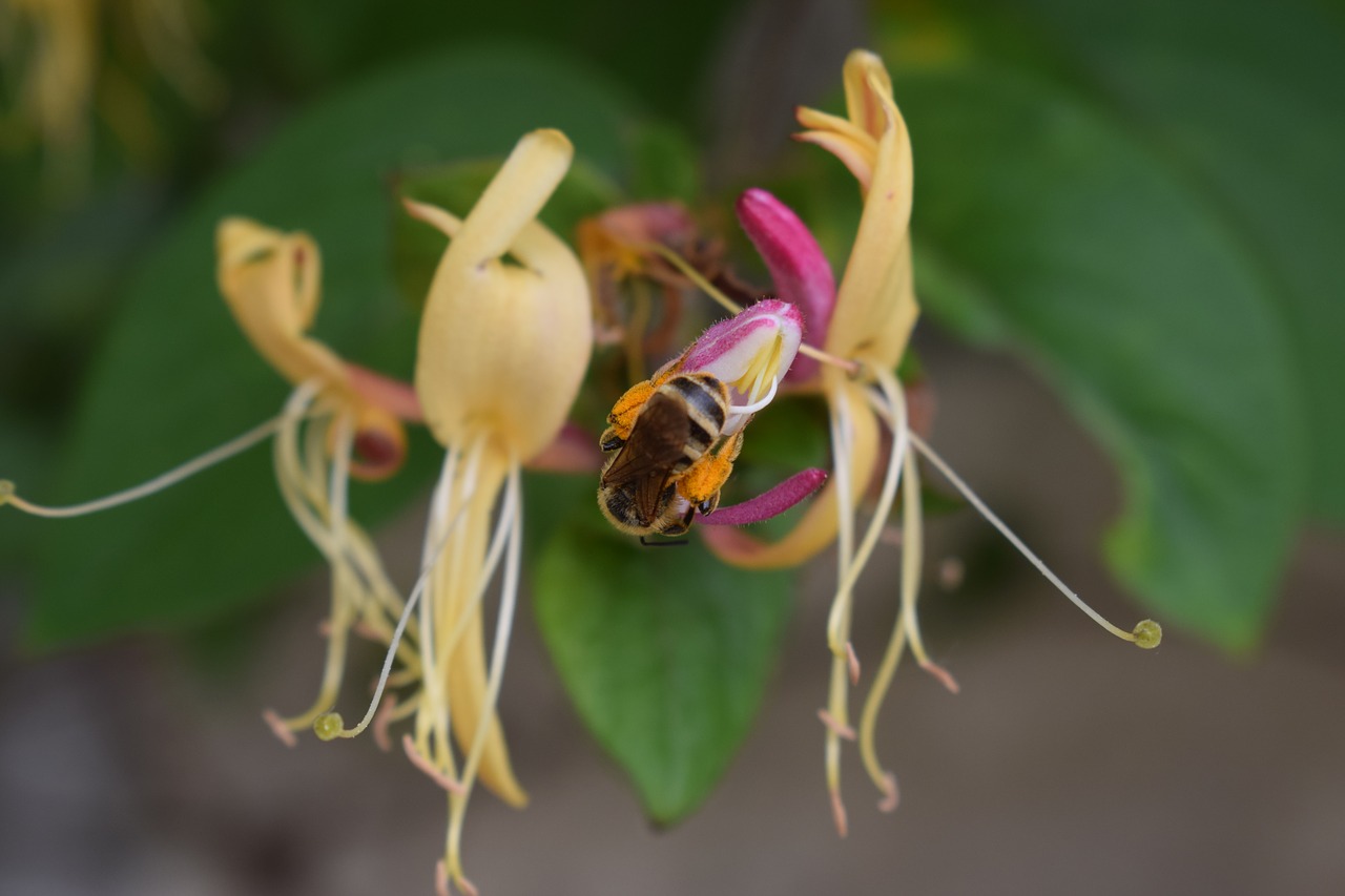 honeysuckle bee plant free photo