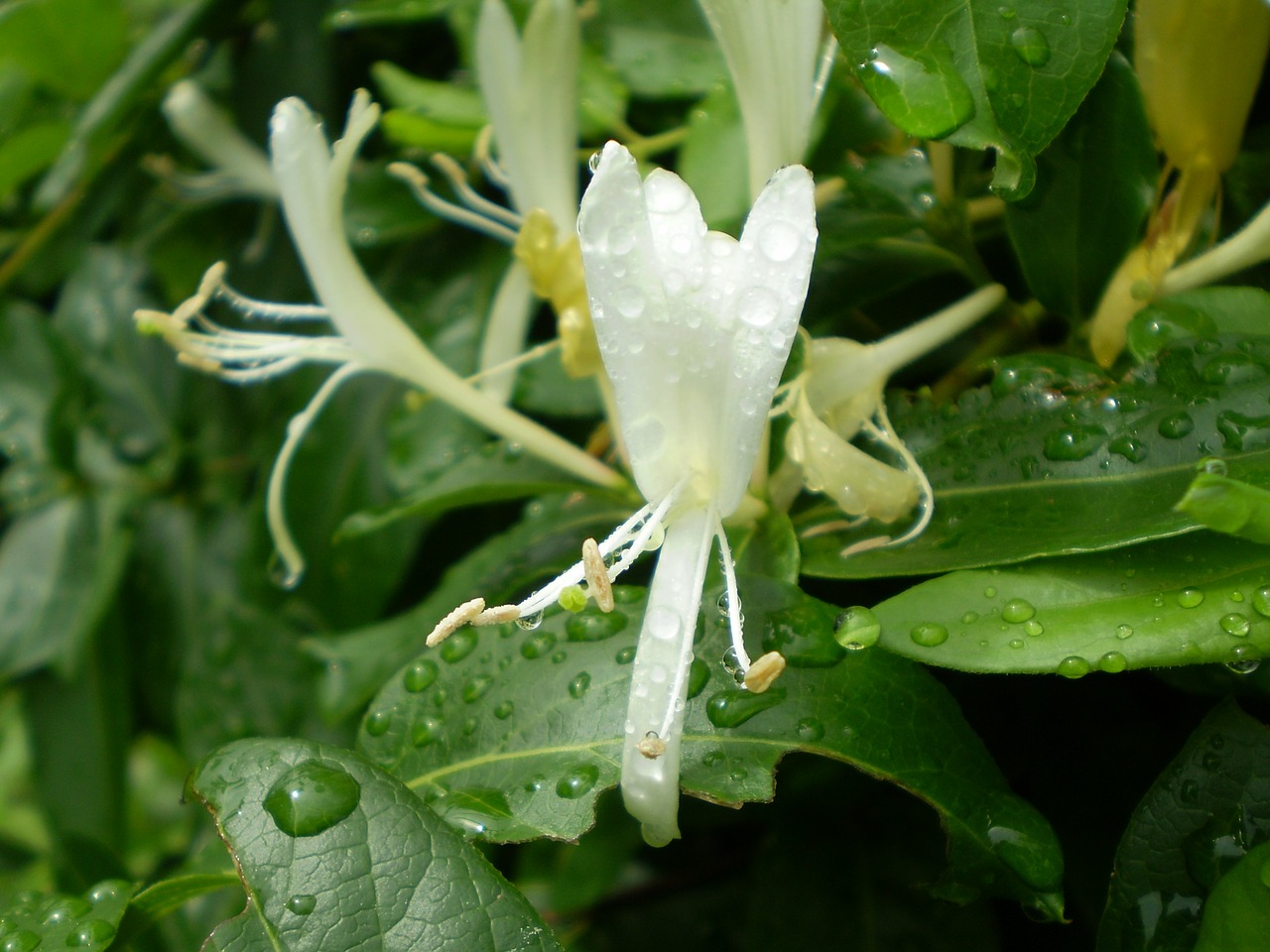 honeysuckle vine fragrant flowers free photo