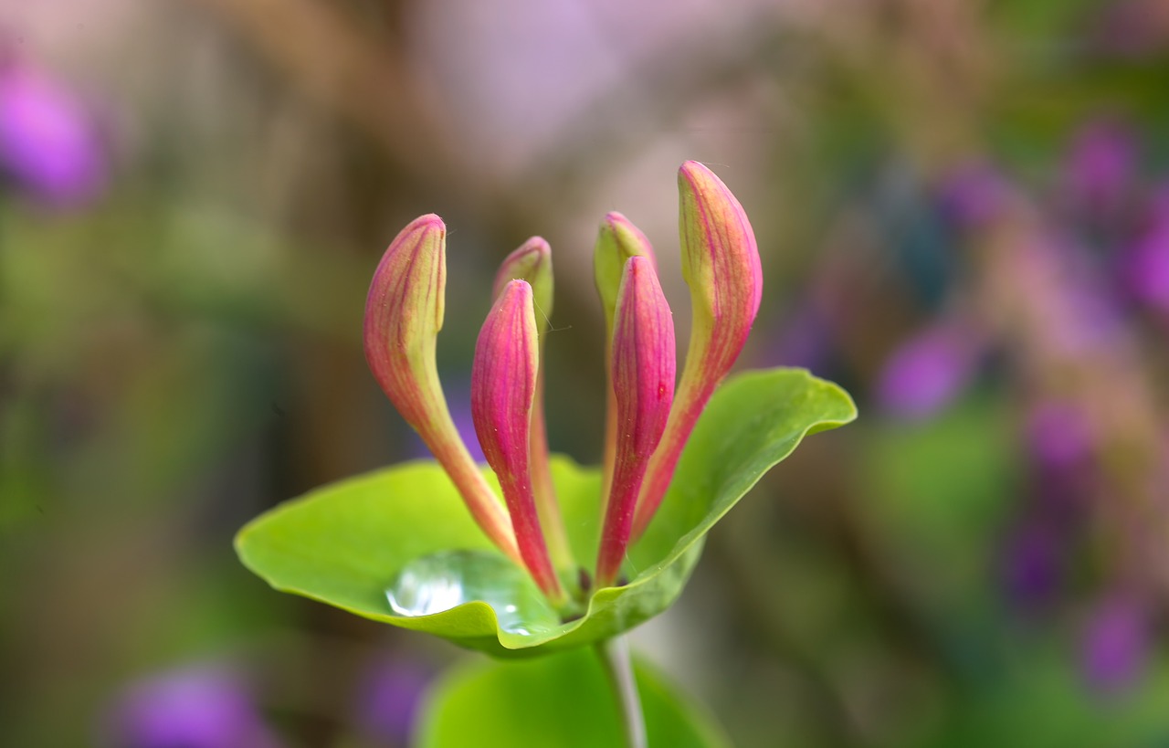 honeysuckle  lonicera  flower free photo