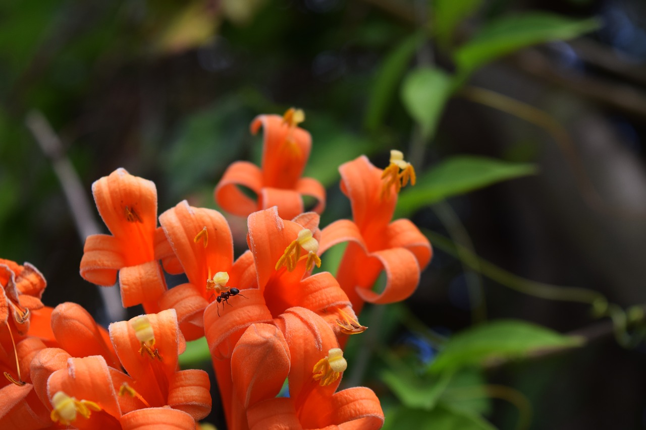 honeysuckle  ant  orange free photo