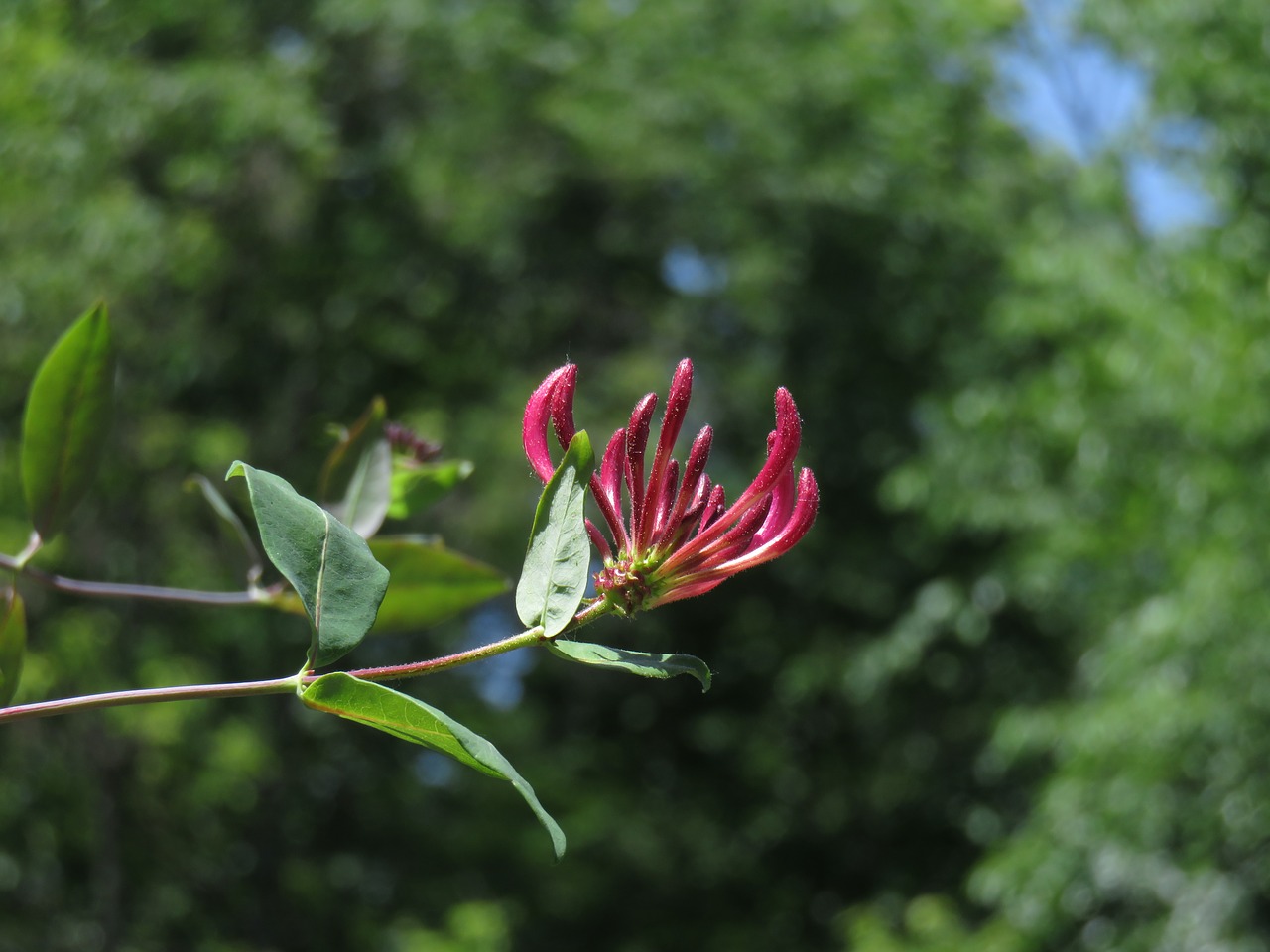 honeysuckle  flower  pink free photo