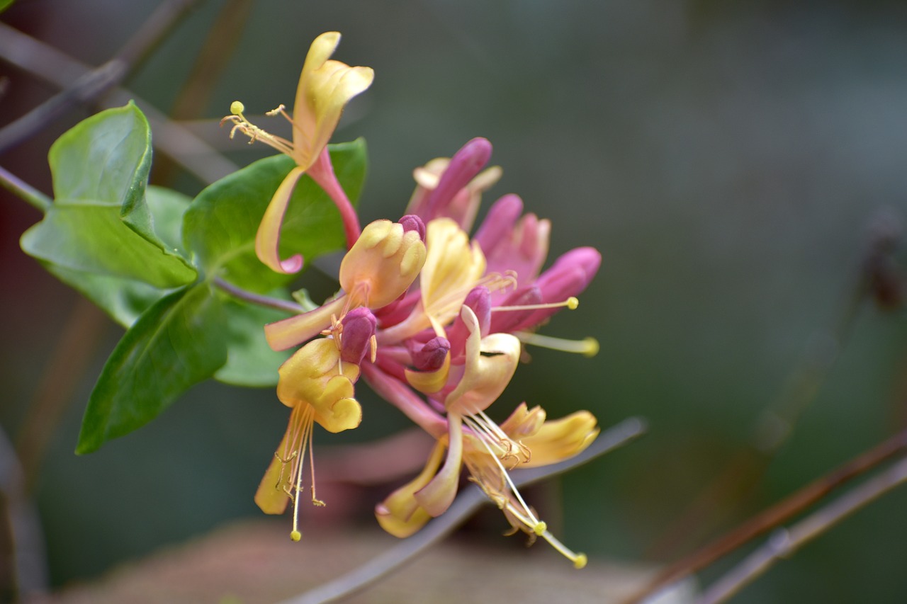 honeysuckle  yellow  pink free photo