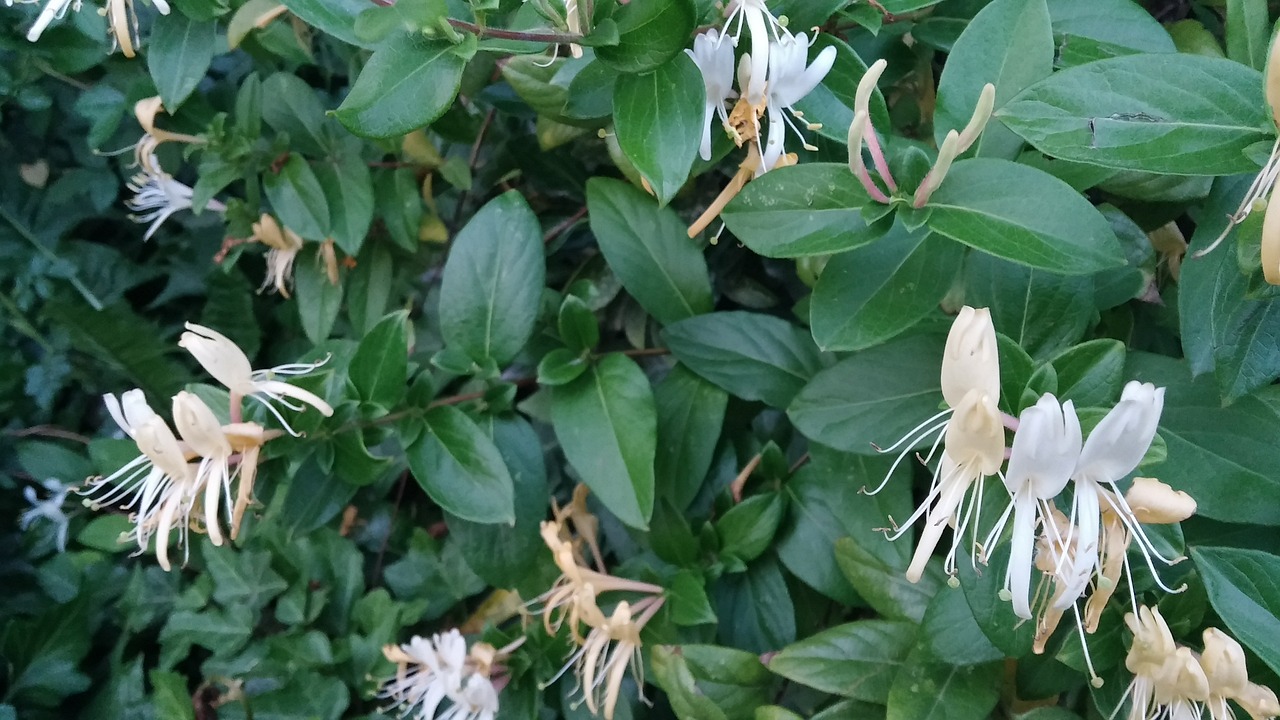 honeysuckle flower spring free photo