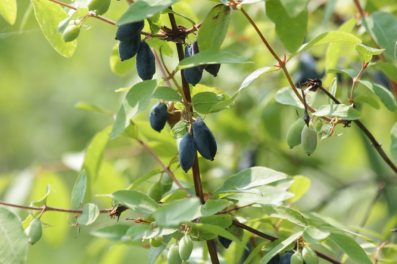 honeysuckle  berry  fruit free photo