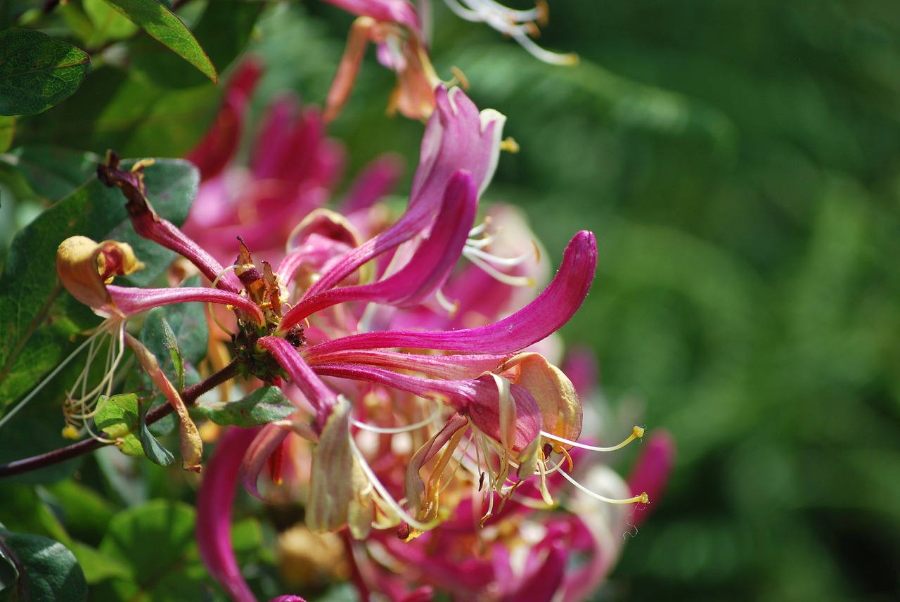 honeysuckle  flower  nature free photo