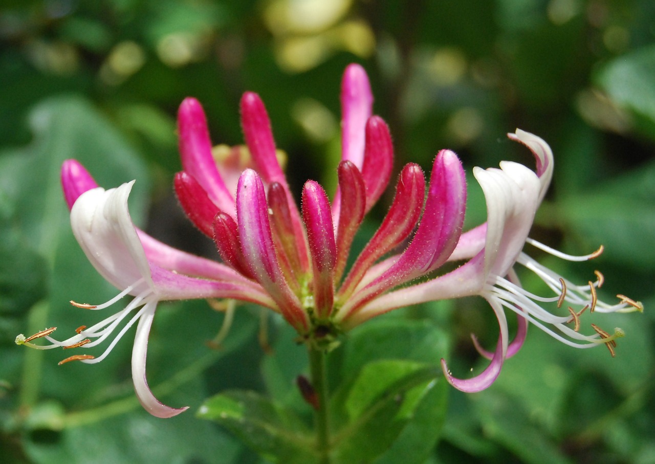 honeysuckle lonicera close-up free photo