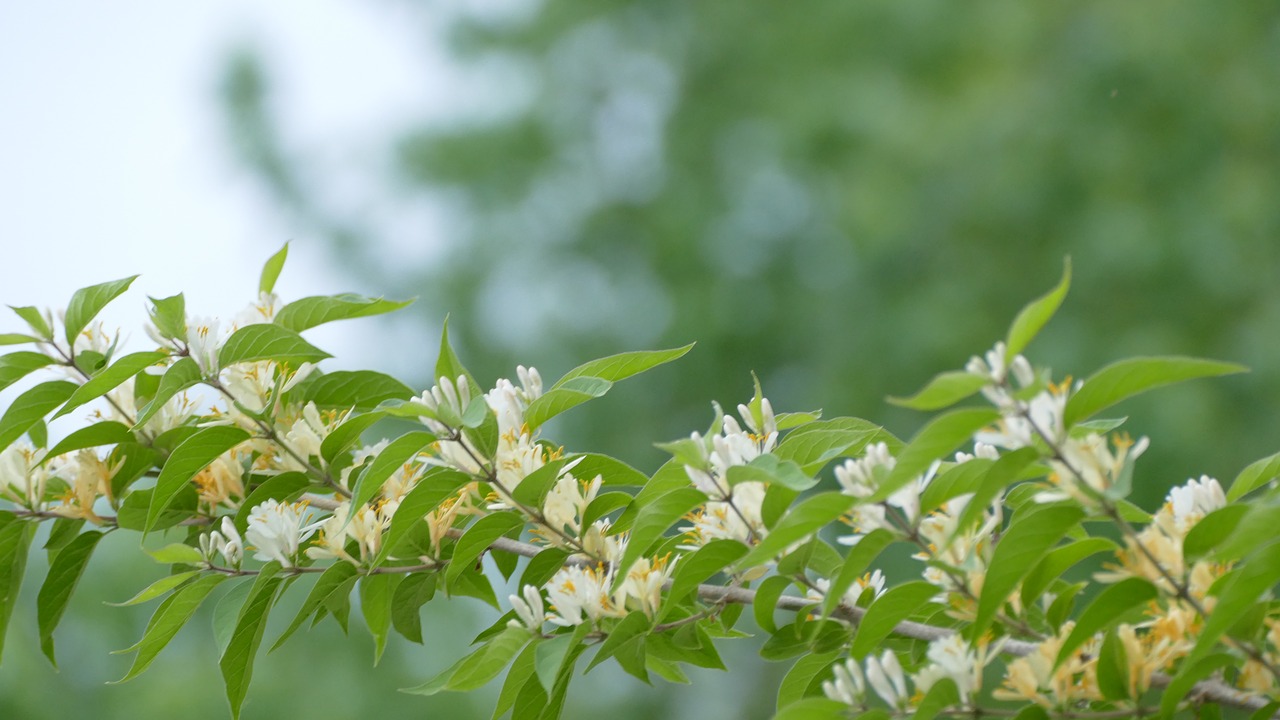 honeysuckle  background  backdrop free photo