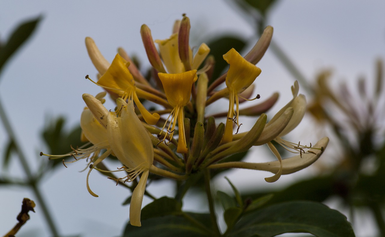 honeysuckle flower flora free photo