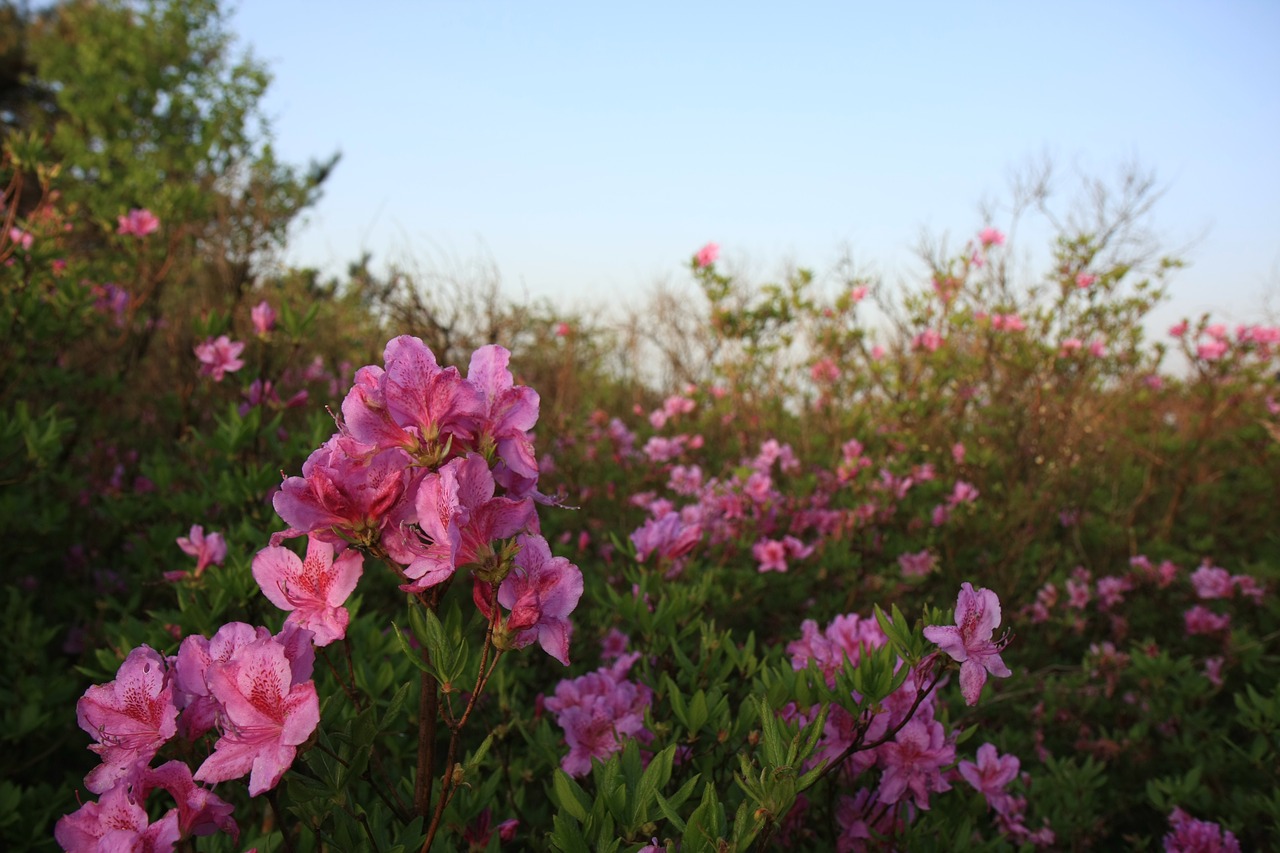 hong emeishan azalea korea free photo