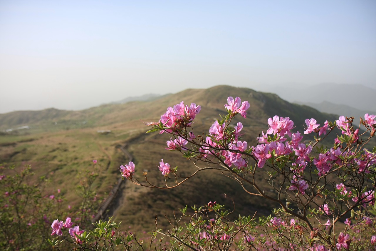 hong emeishan azalea korea free photo