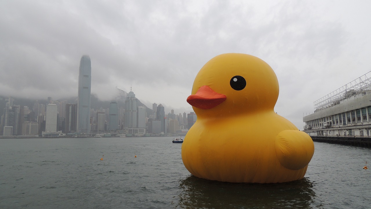 hong kong victoria harbour rubber duck free photo
