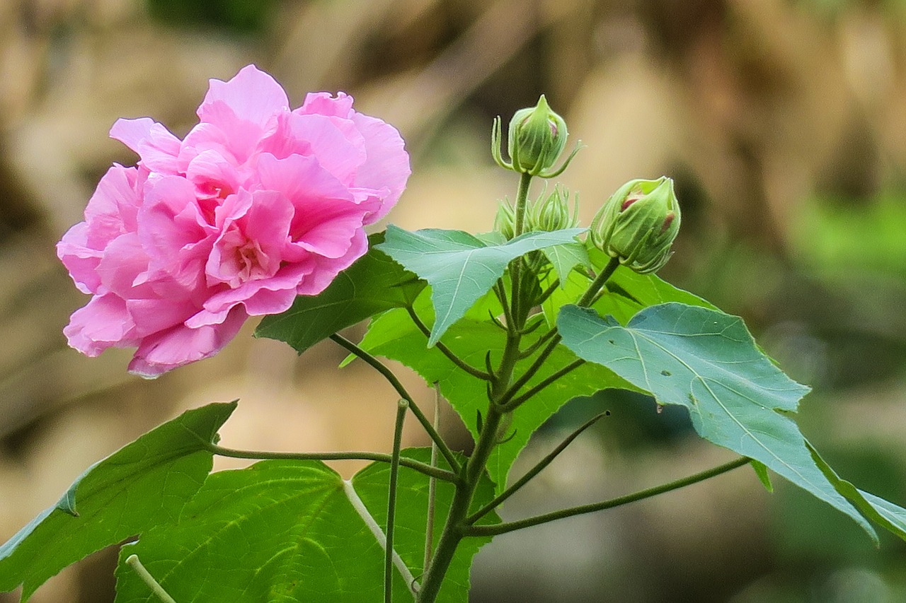 hong kong  木芙蓉  plant free photo