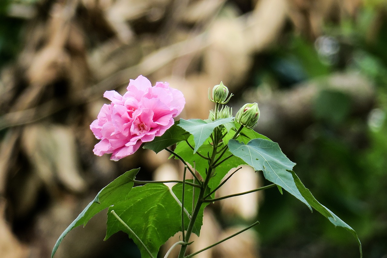 hong kong  木芙蓉  plant free photo