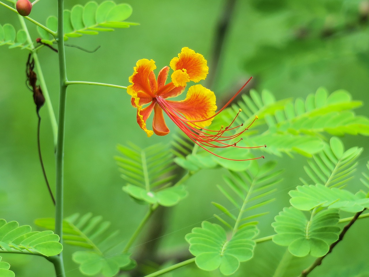 hong kong  plant  petal free photo