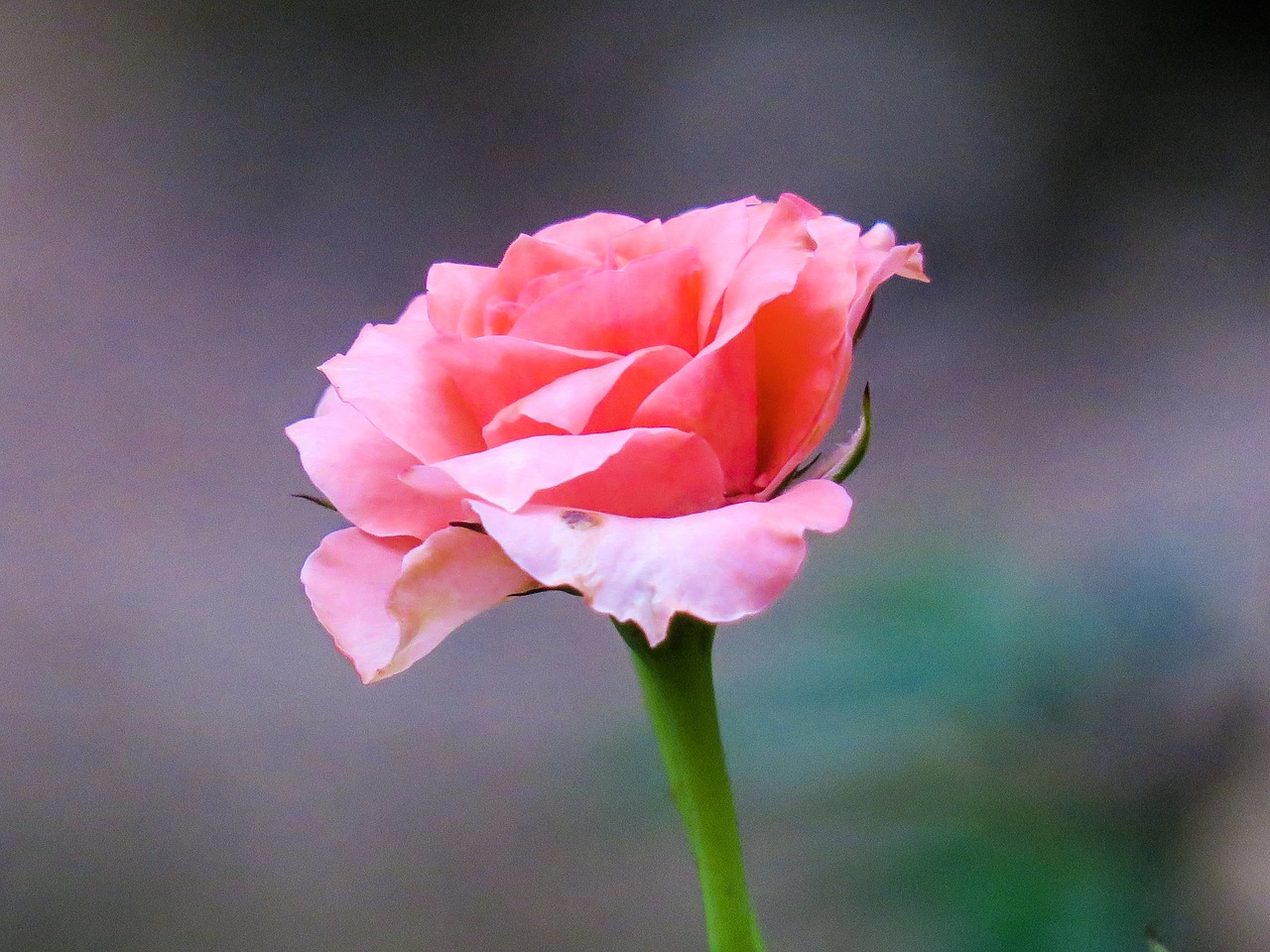 hong kong  rose  plant free photo