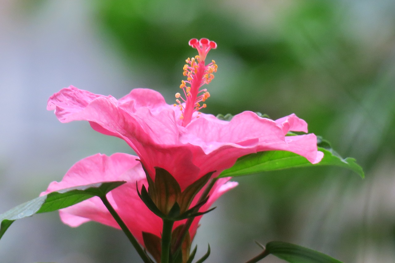 hong kong  hibiscus  plant free photo