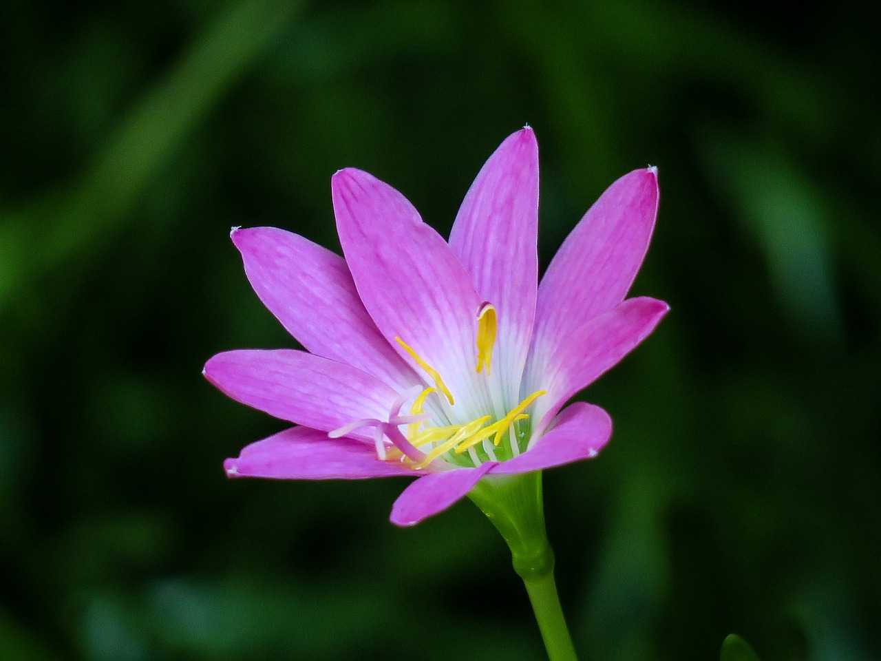 hong kong  plant  petal free photo