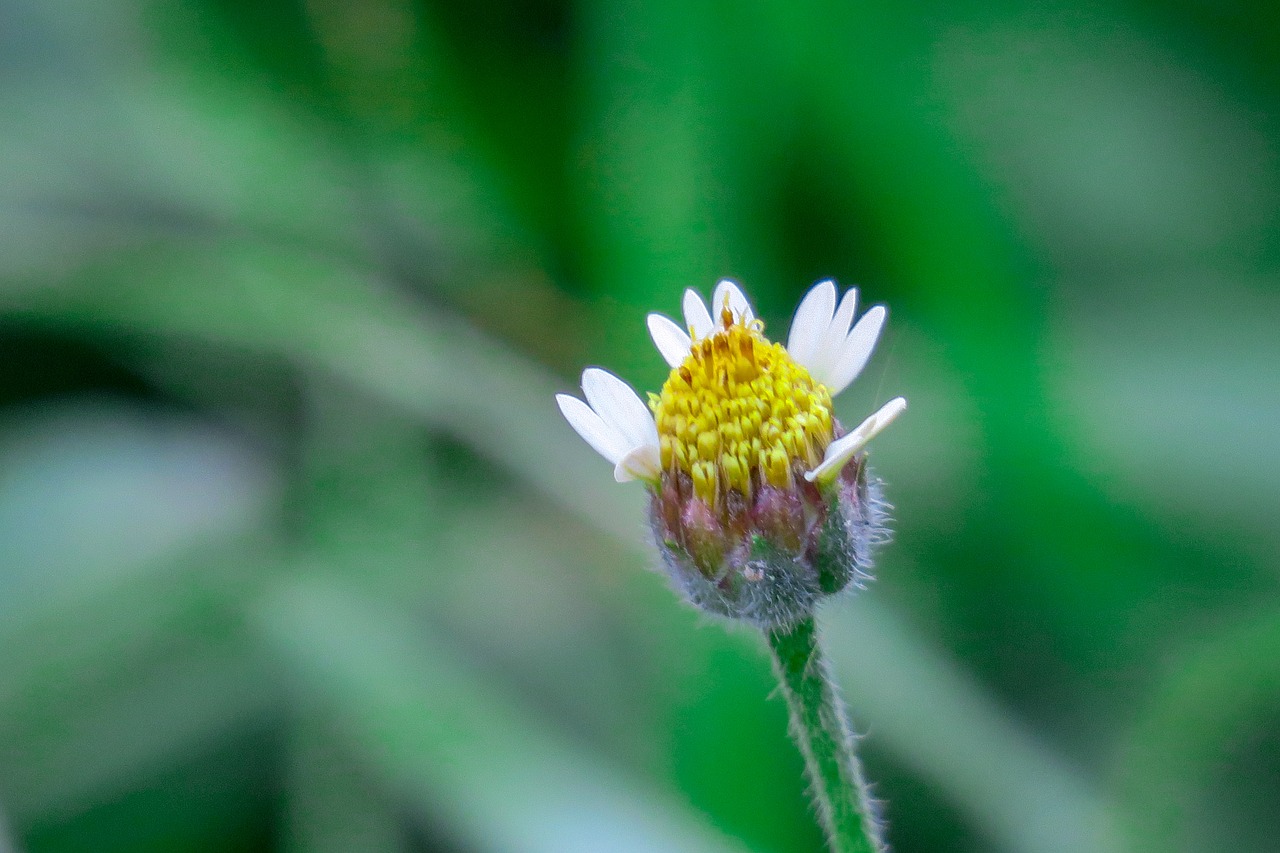 hong kong  plant  petal free photo