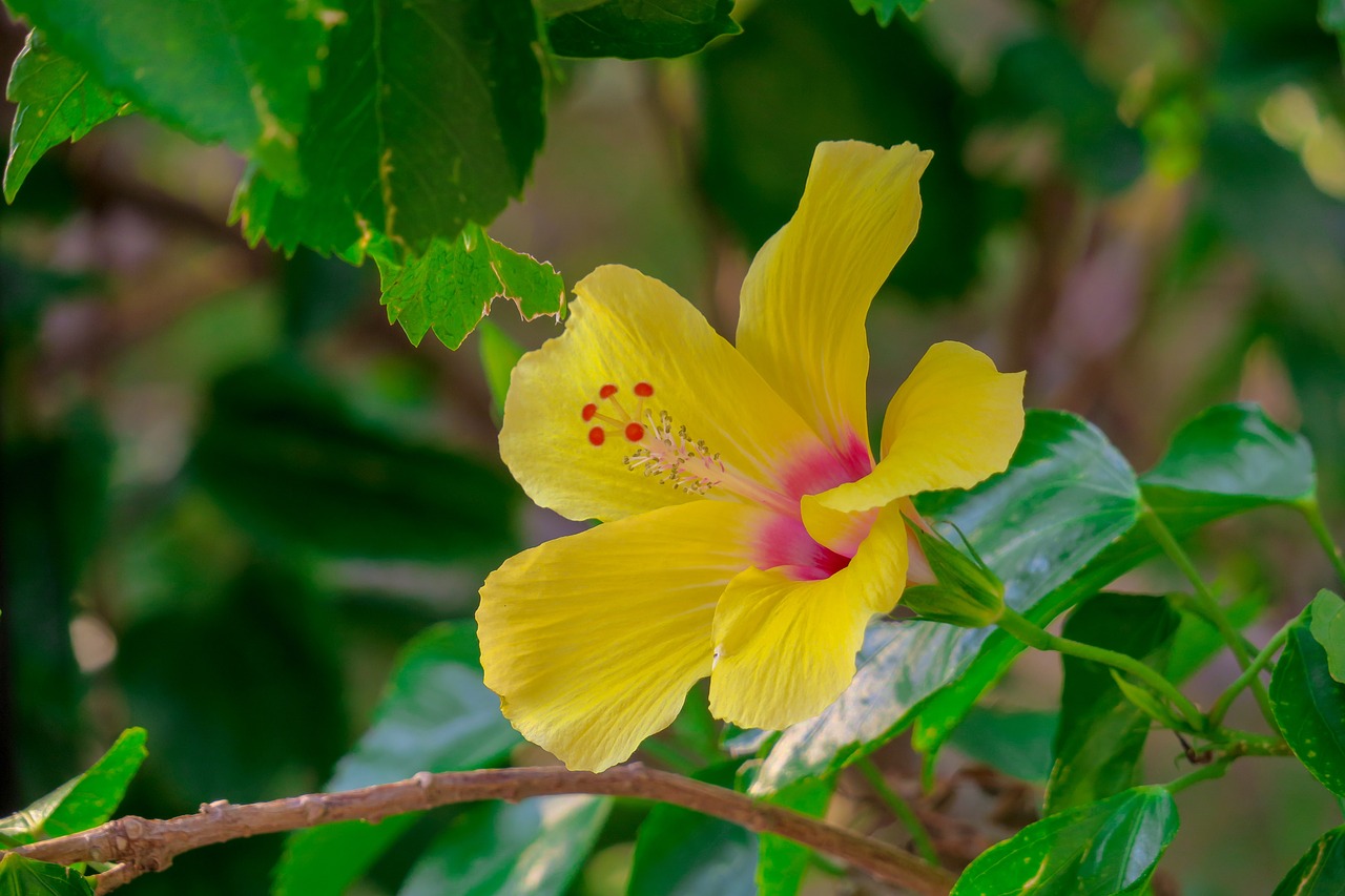 hong kong  hibiscus  plant free photo