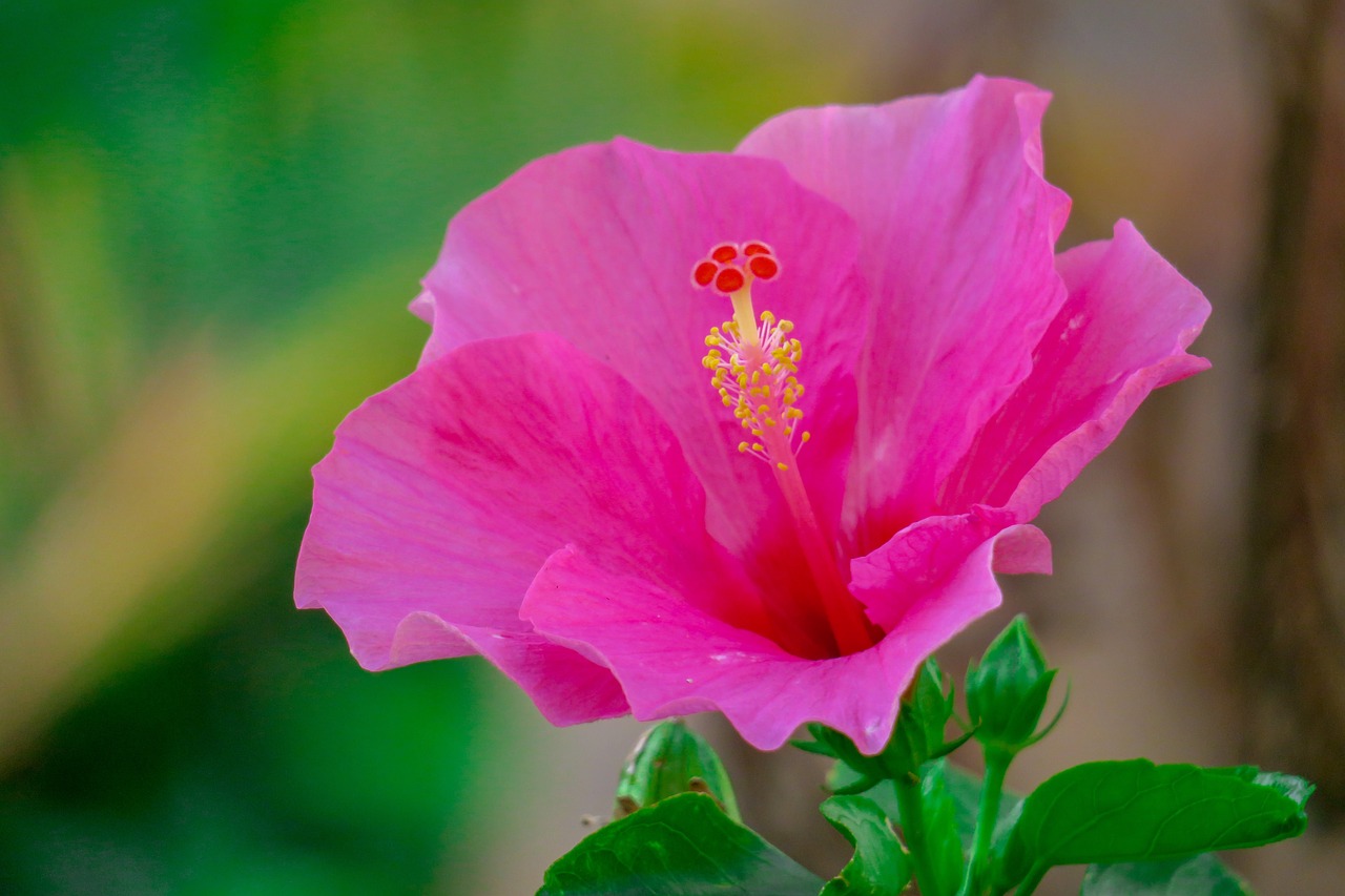 hong kong  hibiscus  plant free photo