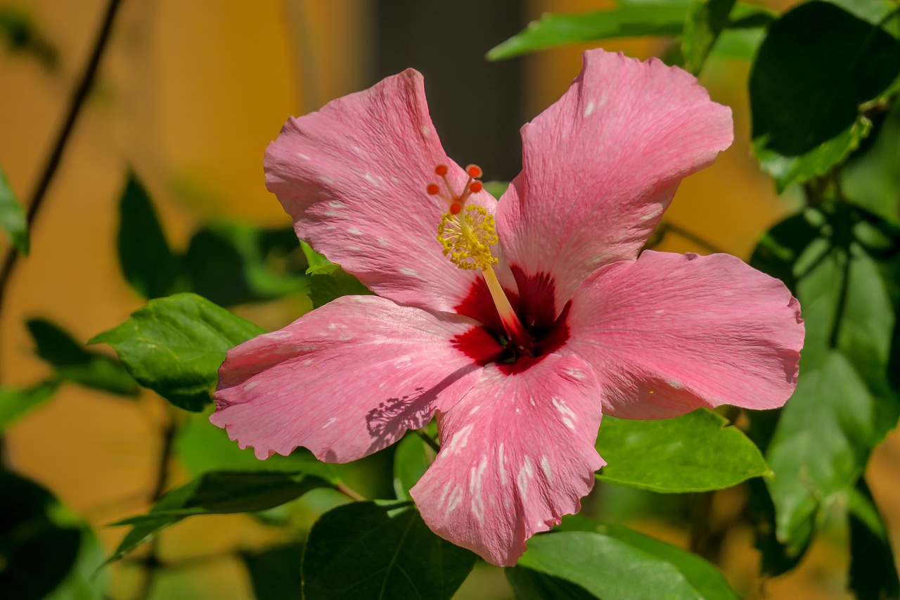 hong kong  hibiscus  plant free photo