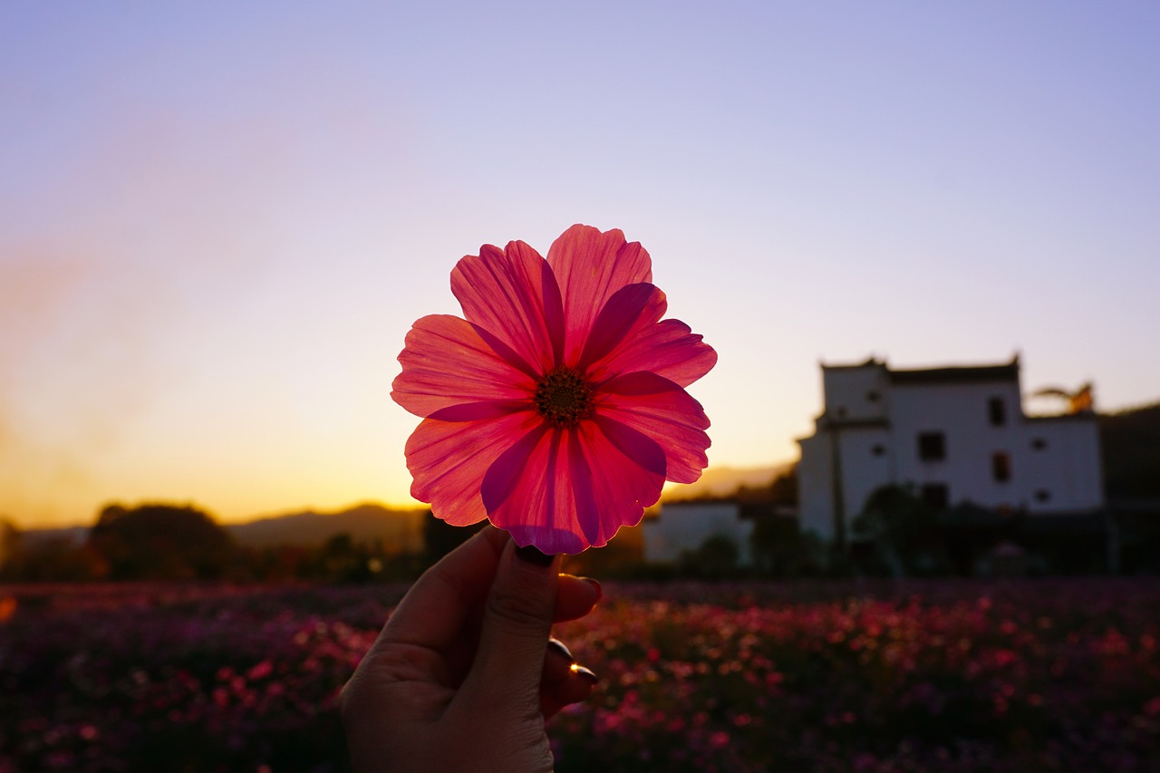 hongcun village  sunset  grain free photo