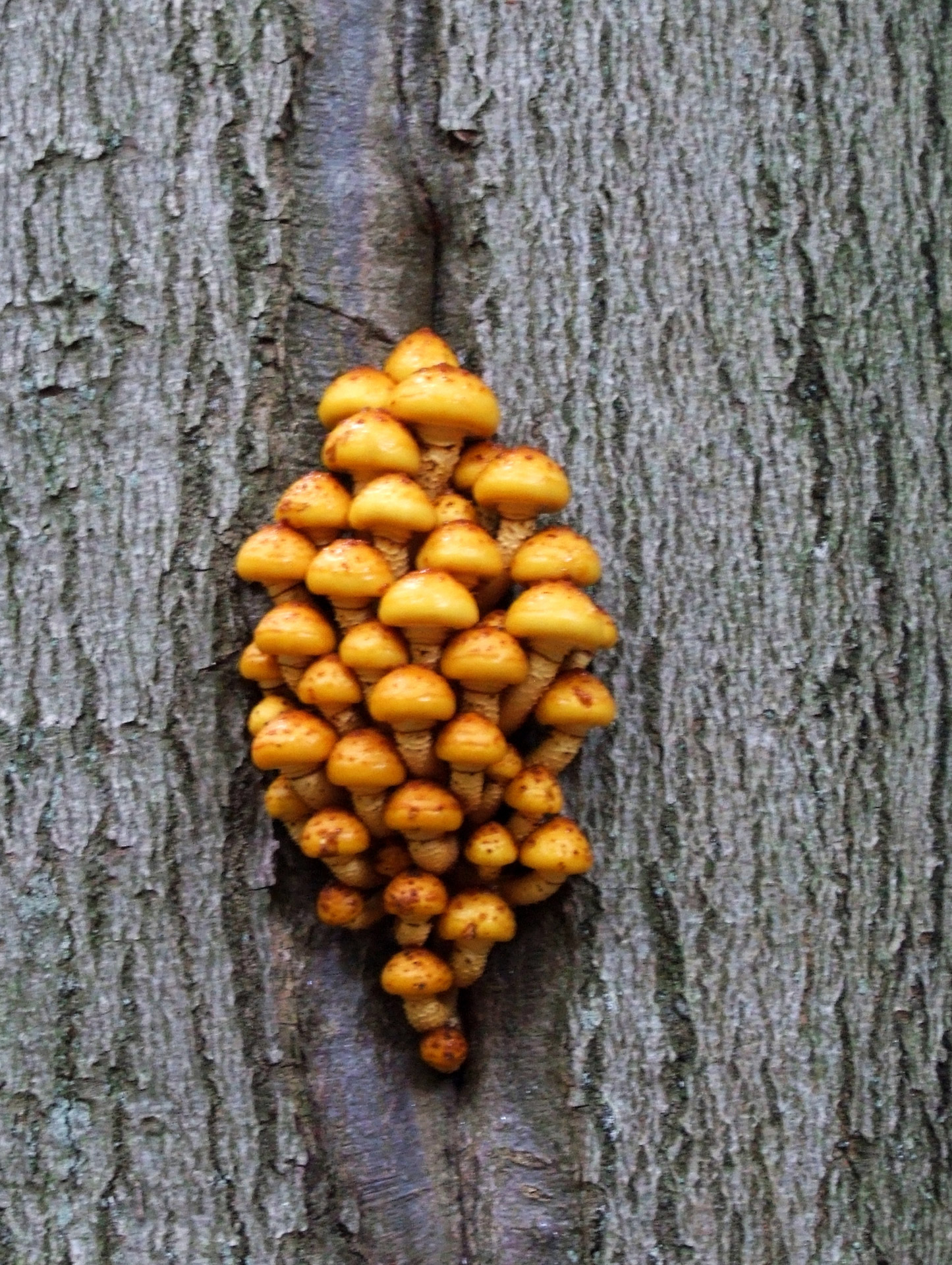 mushroom forest tree free photo