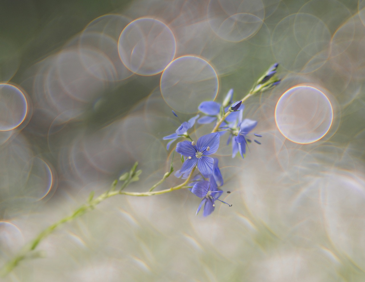 honorary award bokeh meadow free photo