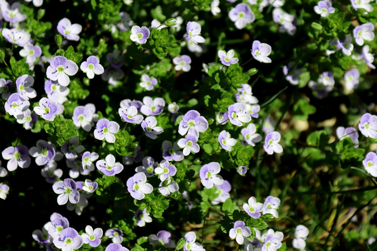 honorary award  flower  plant free photo