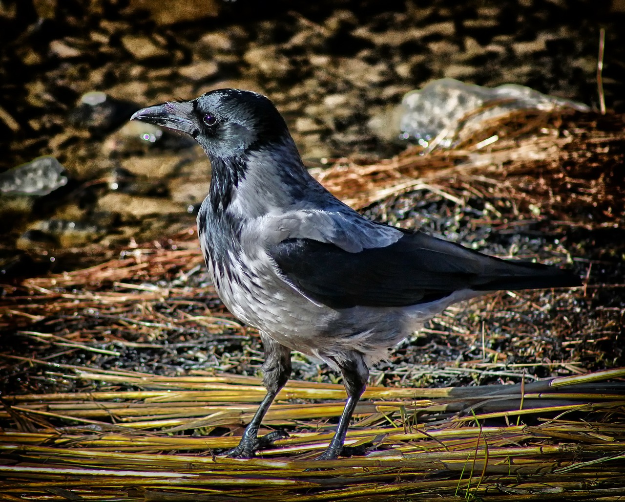 hooded crow macro close-up free photo