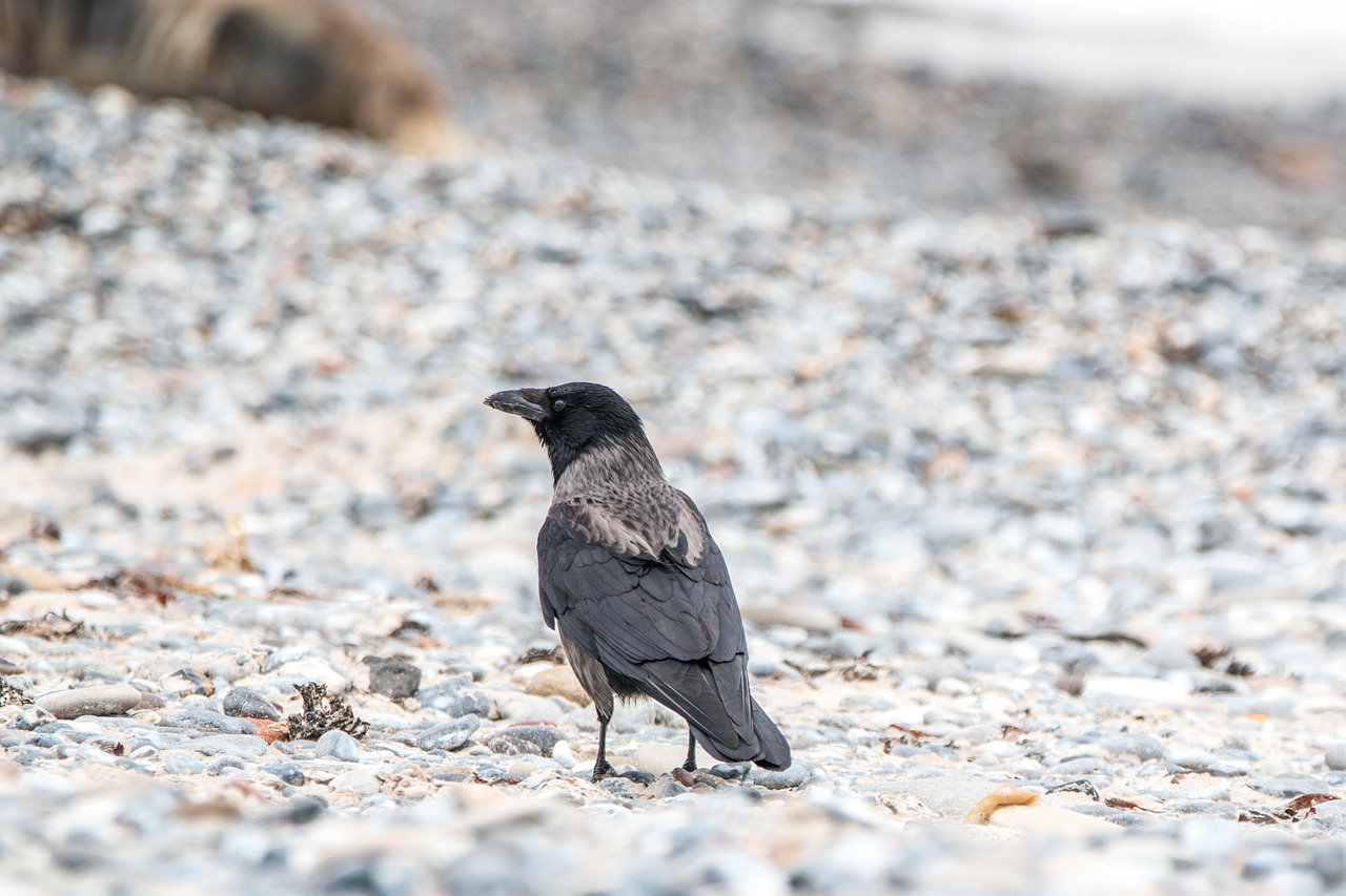 hooded crow bird raven bird free photo