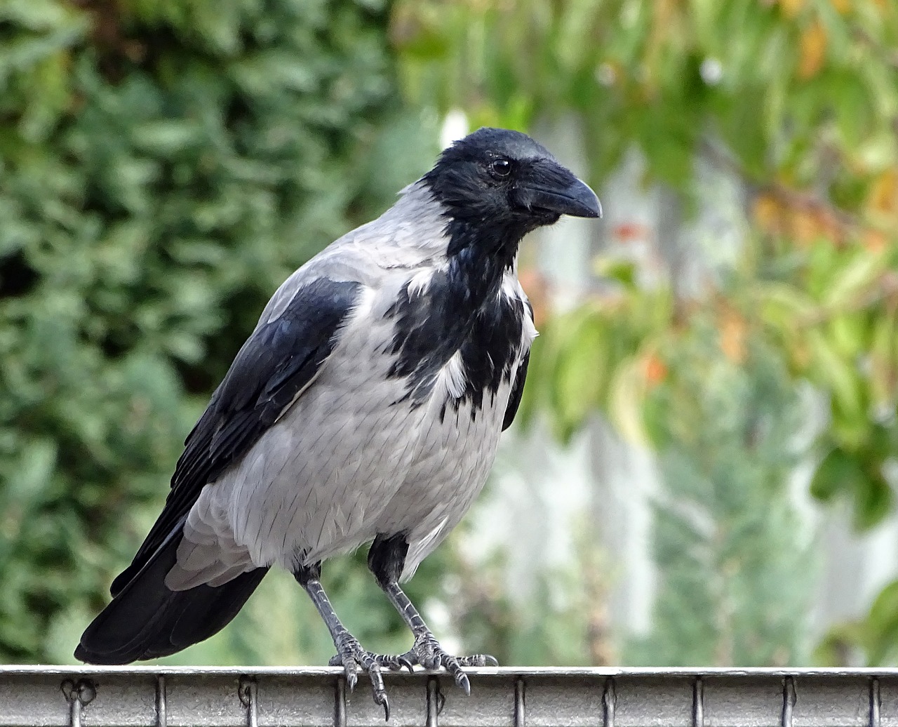hooded crow  carrion crow  crow free photo