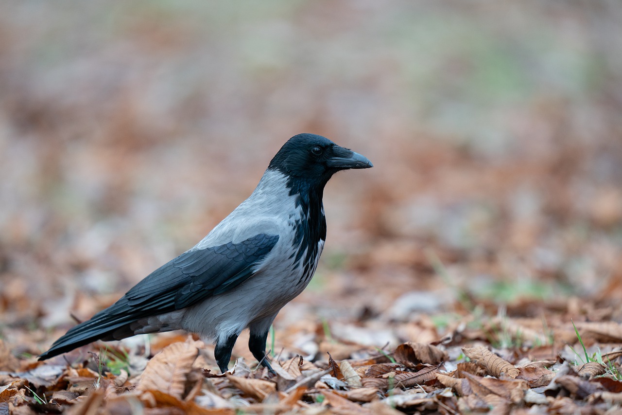 hooded crow  corvus cornix  bird free photo