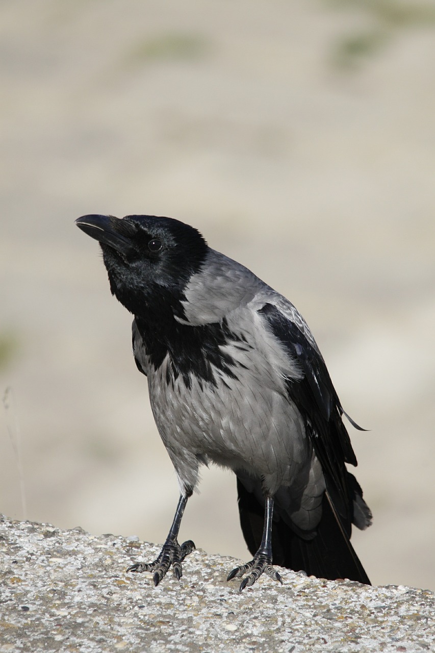 hooded crow crow bird free photo
