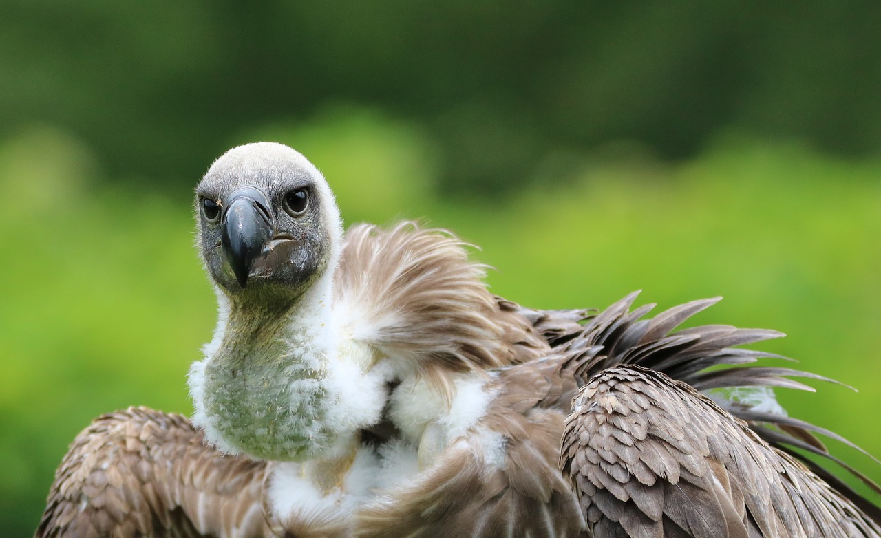 hooded vulture vulture hooded free photo