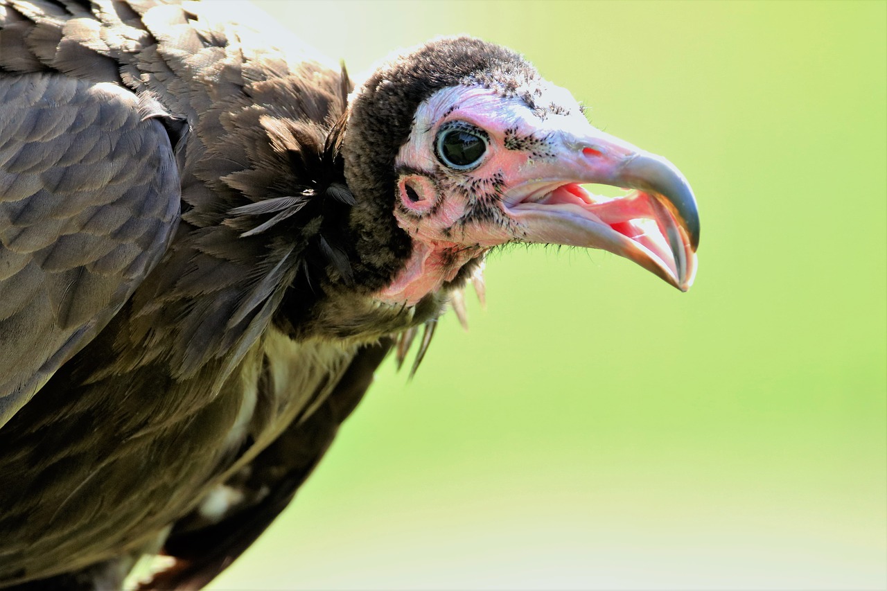 hooded vulture vulture hooded free photo