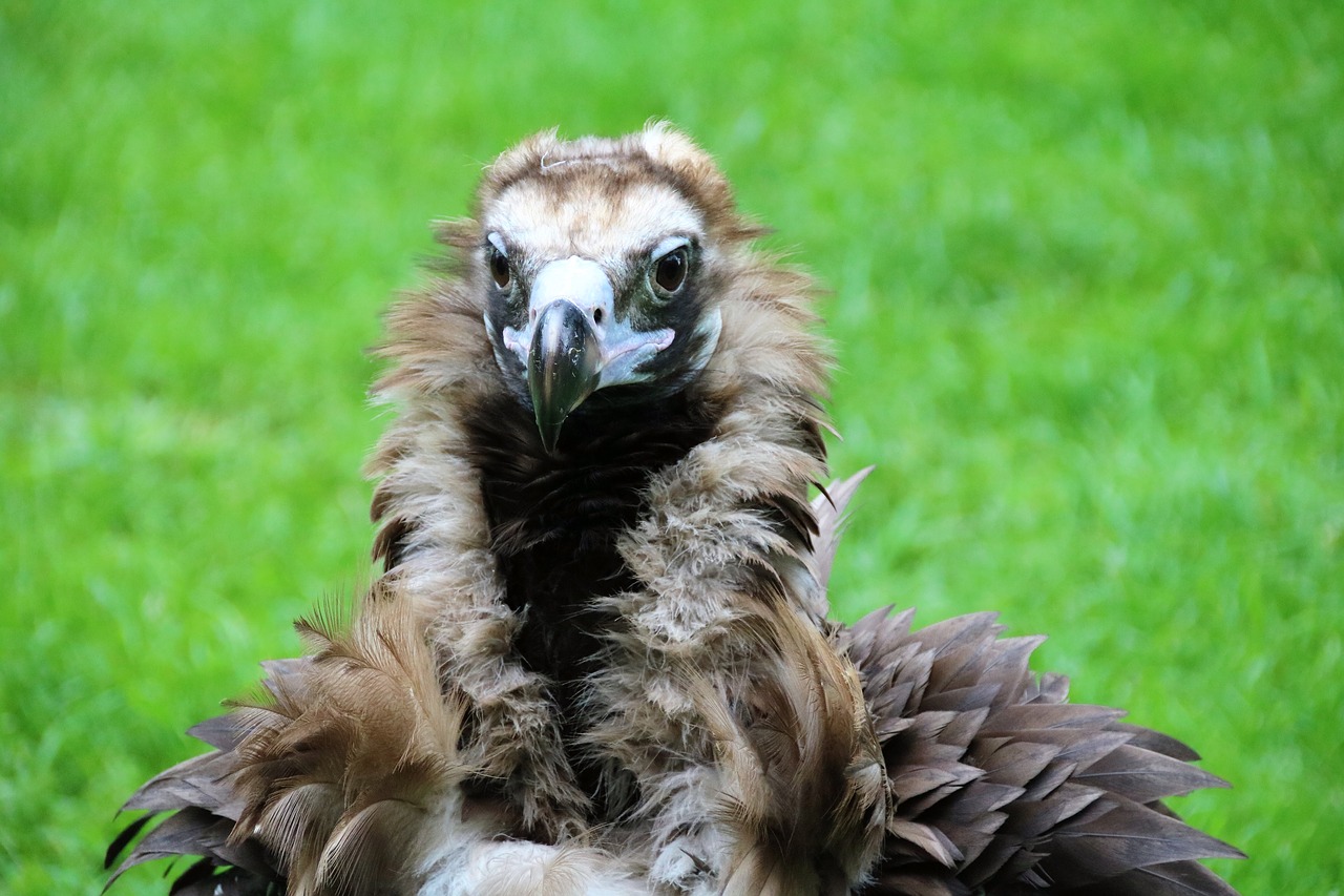 hooded vultures birds of prey vulture free photo