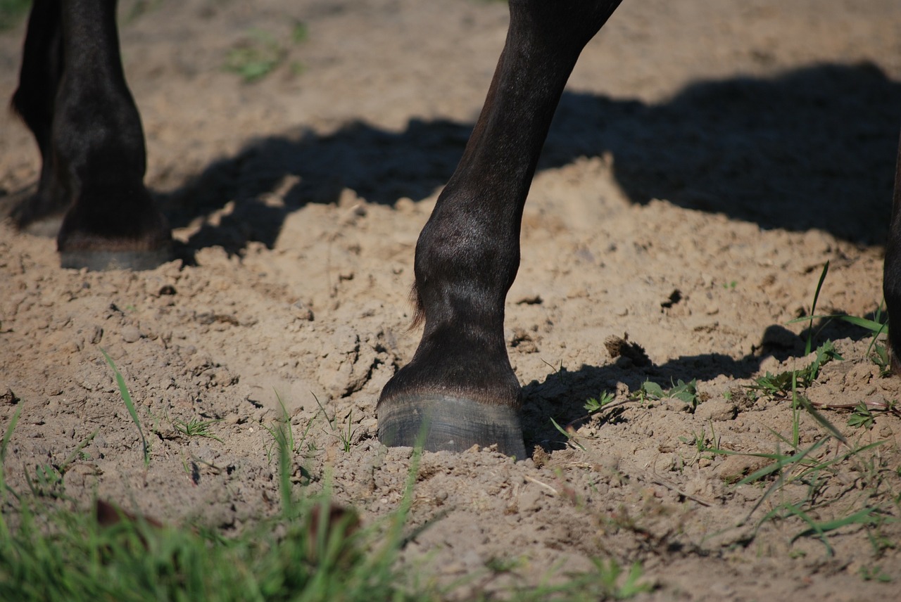 hoof galop the horse free photo