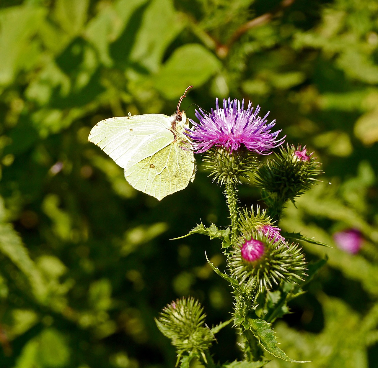 thistle blossom bloom free photo