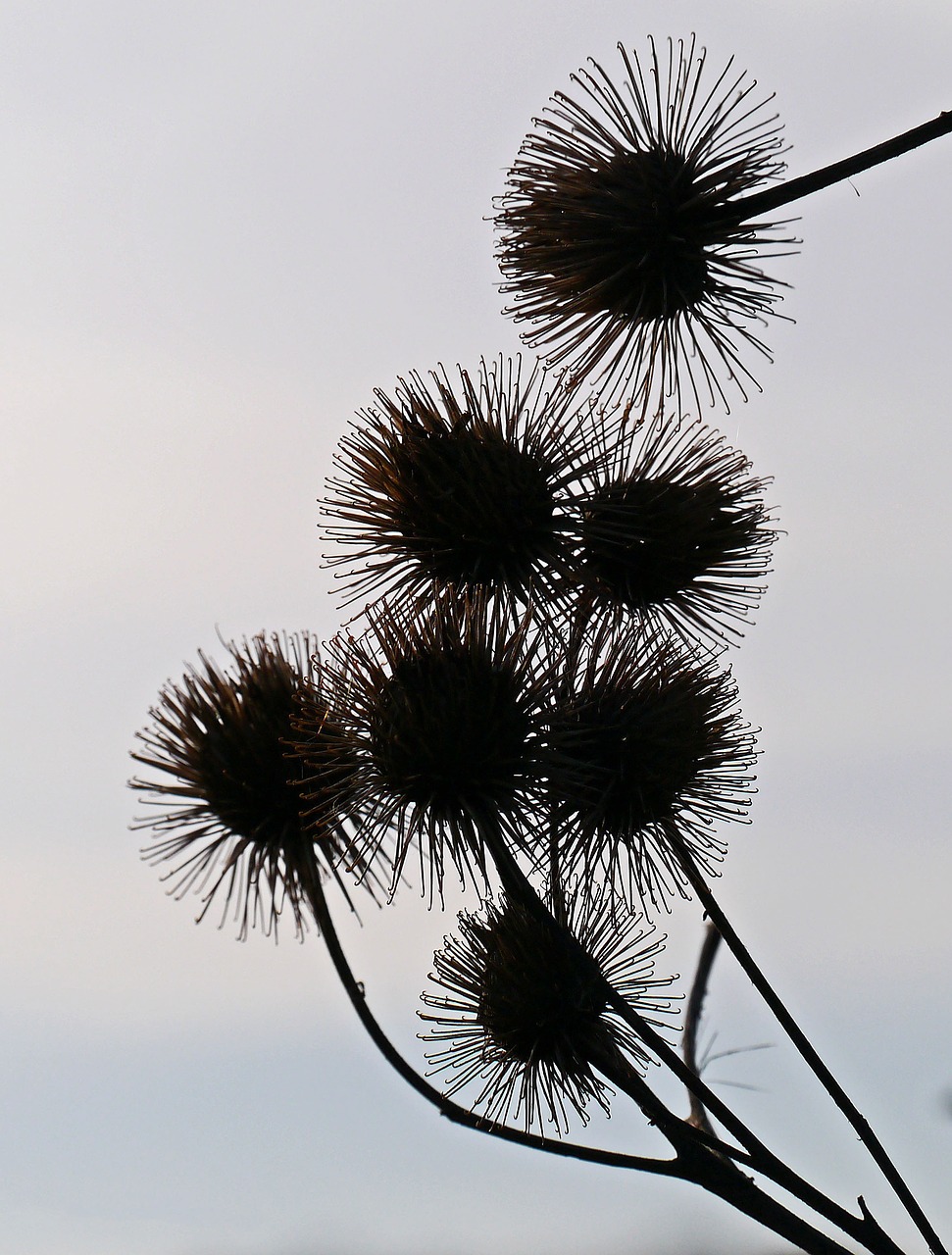 hook and loop closure silhouette winter free photo