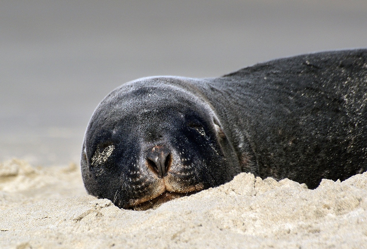 hookers sea lion sand close up free photo