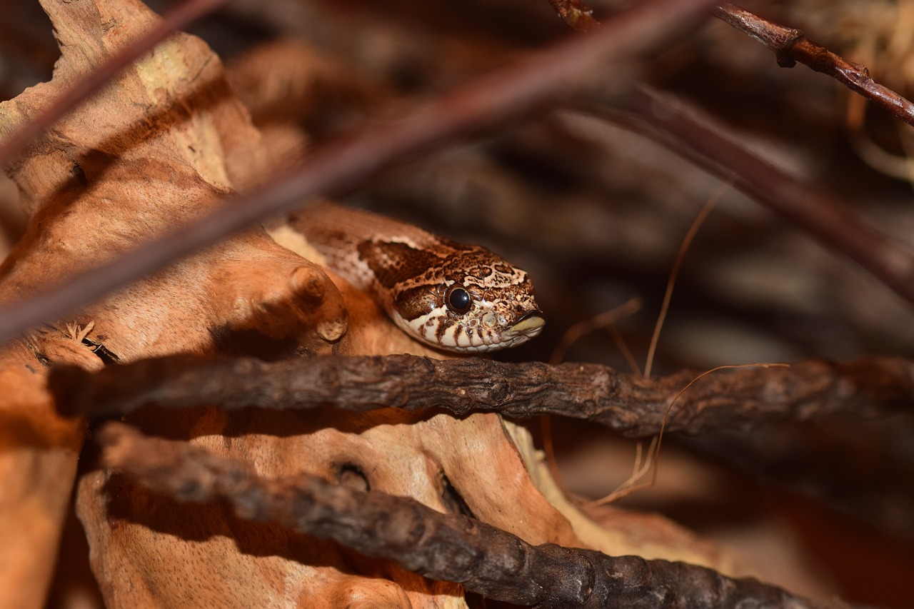 hooknose natter snake slightly toxic free photo