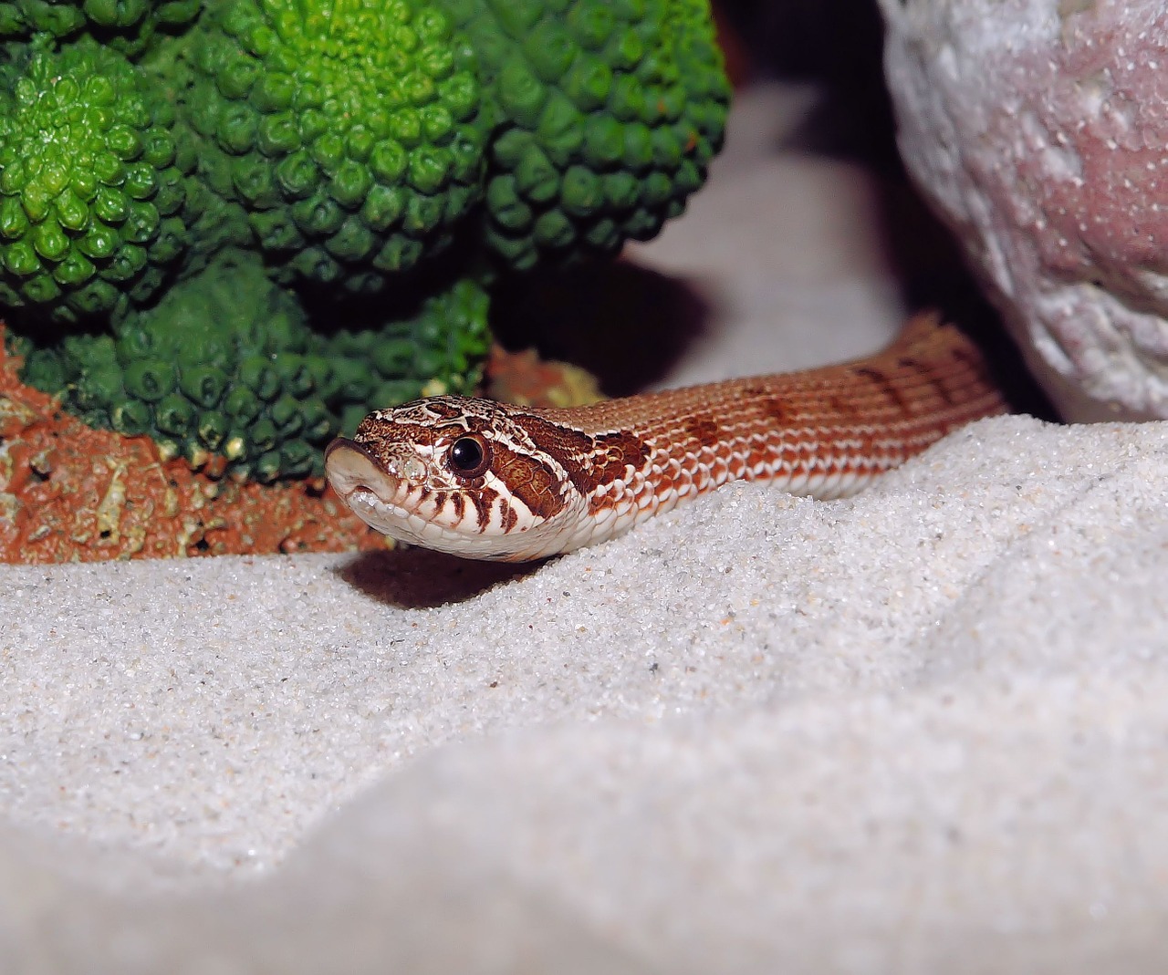 hooknose natter snake terrarium free photo