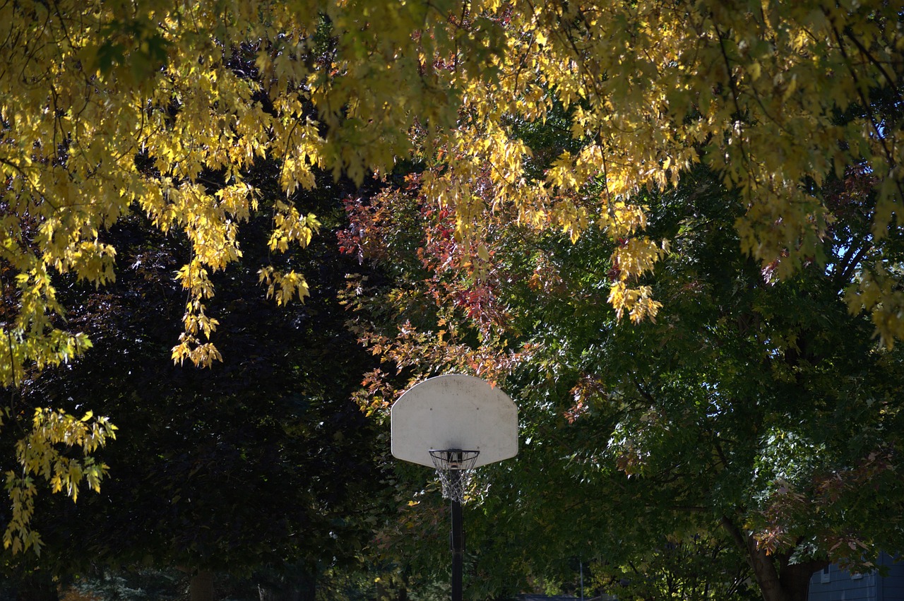 hoop basket basketball free photo
